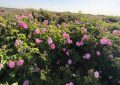 برداشت ۱۲۶ تن گل محمدی از شهربابک