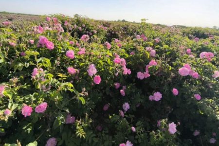 برداشت ۱۲۶ تن گل محمدی از شهربابک