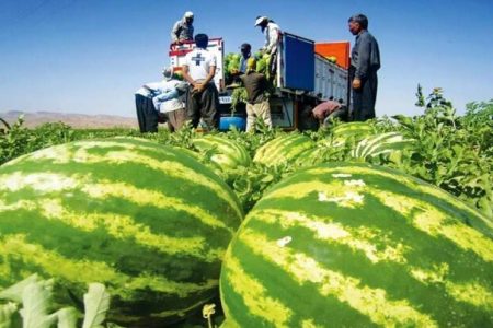 هندوانه، شیرین برای دلال و تلخ برای کشاورز