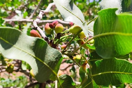 روایتی از بانوی کارآفرین زرندی