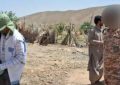 واکسیناسیون ۵ هزار رأس دام گنبکی