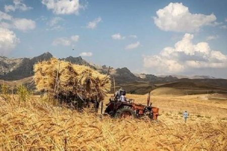 گندم‌کاران ۳۳ همت از دولت طلبکارند