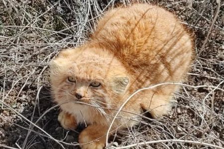 مشاهده گربه نادر پالاس در روستای گوین گودال منطقه گوغر کرمان – خبرگزاری مهر | اخبار ایران و جهان -اقطاع خبر