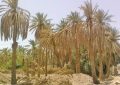 خشکاندن عمدی نخلستان‌ها غیرممکن است