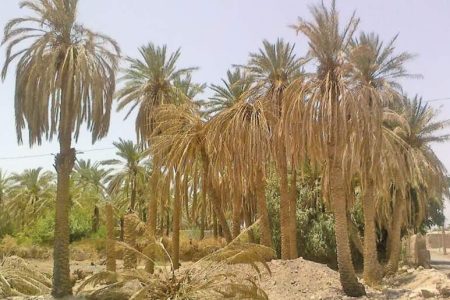 خشکاندن عمدی نخلستان‌ها غیرممکن است