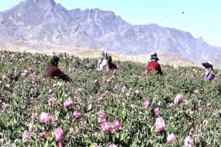 پیش‌بینی برداشت ۵۰۰۰ تن گل از گلستان‌های بردسیر