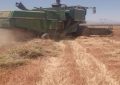 آغاز برداشت گندم بذری از منطقه باغین کرمان