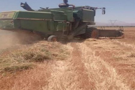 آغاز برداشت گندم بذری از منطقه باغین کرمان