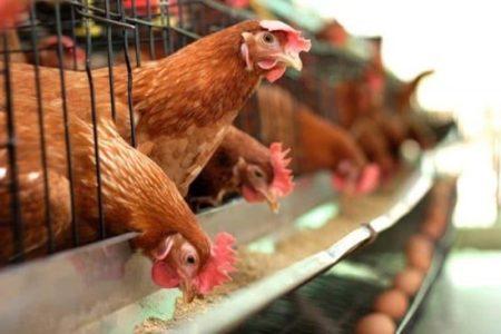 سوخت و نیروی کار ۲ چالش مرغداری‌های کرمان