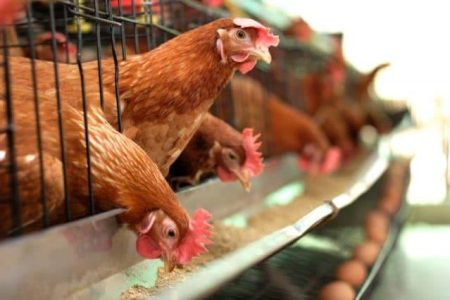 سوخت و نیروی کار دو چالش مرغداری‌های کرمان