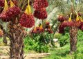 برخورد جدی با تداخل صنفی در حوزه خرما