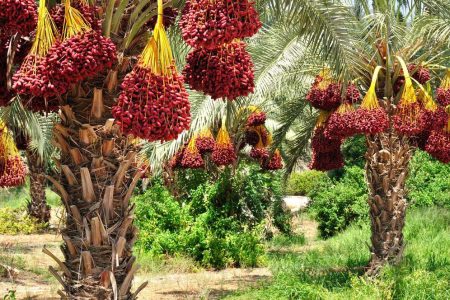 برخورد جدی با تداخل صنفی در حوزه خرما