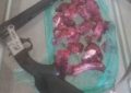 دستگیری شکارچی غیرمجاز در رودبار جنوب