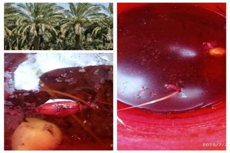 ردیابی سوسک سرخرطومی در بازدید از نخیلات اندوهجرد