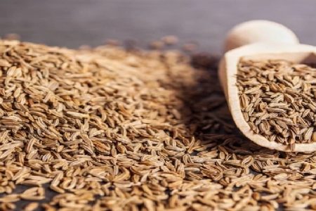 طلای سیاه کویر نیازمند مدیریت علمی کِشت