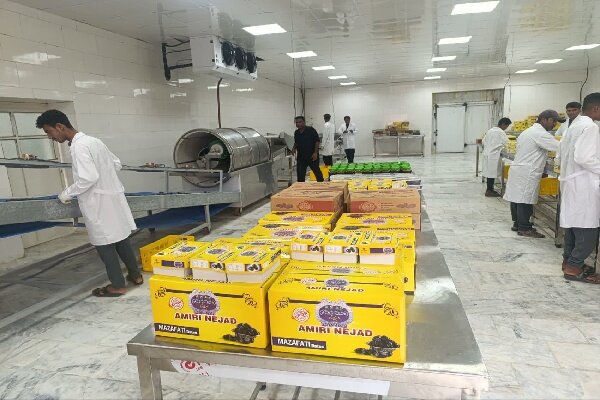 طلای سیاه بم در کش و قوس مشکلات؛ دست ما کوتاه خرما بر نخیل