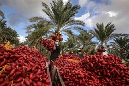 طلای سیاه بم در کش و قوس مشکلات؛ دست ما کوتاه خرما بر نخیل - خبرگزاری مهر | اخبار ایران و جهان -اقطاع خبر طلای سیاه بم در کش و قوس مشکلات؛ دست ما کوتاه خرما بر نخیل – خبرگزاری مهر | اخبار ایران و جهان -اقطاع خبر
