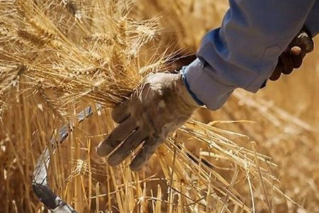برگزاری نخستین جشنواره گندم در بردسیر
