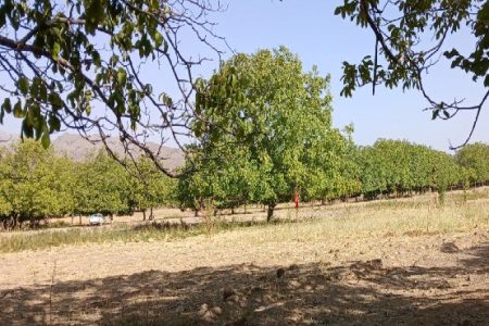 این‌بار جان‌مایه کم درختان گردو در فصل برداشت