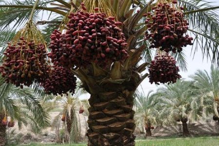 دستگیری ۱۶ سارق با ۴۳ فقره سرقت خرما