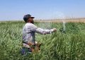 توزیع ۱۹۵۰ تن کود کشاورزی کشت گندم