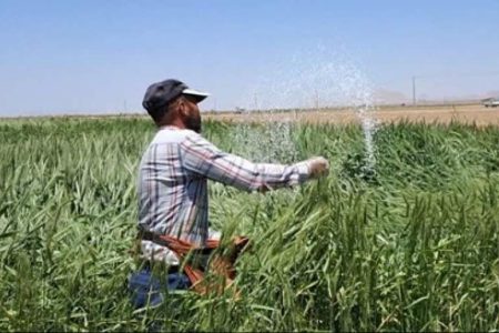 توزیع ۳۲۷۳ تن انواع کودهای یارانه‌ای در ارزوئیه