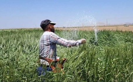 توزیع ۳۲۷۳ تن انواع کودهای یارانه‌ای در ارزوئیه