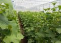 آغاز عملیات کاشت محصولات گلخانه‌ای در جنوب کرمان
