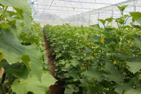 آغاز عملیات کاشت محصولات گلخانه‌ای در جنوب کرمان