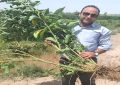کرمانی‌ها خالق دمنوش جنسینگ هندی