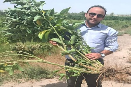 کرمانی‌ها خالق دمنوش جنسینگ هندی