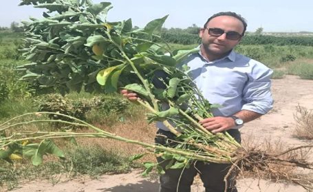 کرمانی‌ها خالق دمنوش جنسینگ هندی