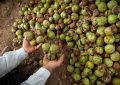 فرخی تولیر: اصول ساده تغذیه و آبیاری، ضایعات گردو را کاهش می‌دهد – خبرگزاری مهر | اخبار ایران و جهان -اقطاع خبر