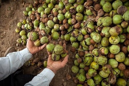 فرخی تولیر: اصول ساده تغذیه و آبیاری، ضایعات گردو را کاهش می‌دهد – خبرگزاری مهر | اخبار ایران و جهان -اقطاع خبر