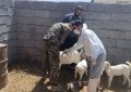  برگزاری اردوی جهادی دامپزشکی در راویز رفسنجان