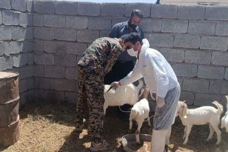  برگزاری اردوی جهادی دامپزشکی در راویز رفسنجان