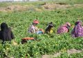 زنان کارگر جنوب کرمان رنج را زندگی میکنند زنان کارگر جنوب کرمان رنج را زندگی میکنند