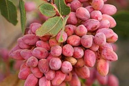 برداشت پسته از باغات شهربابک