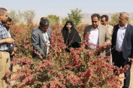 دانههایی یاقوتی نویدبخش زندگی دوباره شدند دانههایی یاقوتی نویدبخش زندگی دوباره شدند