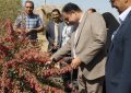 آغاز برداشت زرشک در قطب تولید استان کرمان