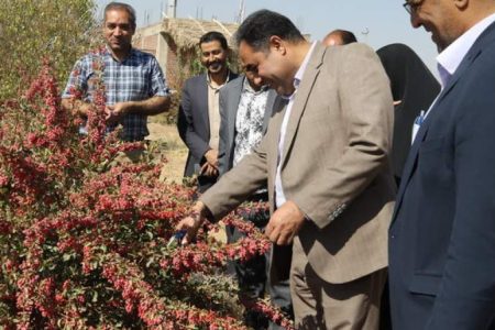 آغاز برداشت زرشک در قطب تولید استان کرمان آغاز برداشت زرشک در قطب تولید استان کرمان