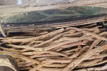 توقیف خودروی حامل چوب قاچاق تاغ در رفسنجان توقیف خودروی حامل چوب قاچاق تاغ در رفسنجان