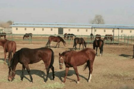 چالشهای اسبداری در قطب شو سواره ایران چالشهای اسبداری در قطب شو سواره ایران