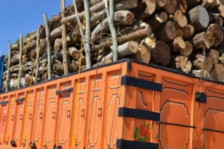 کشف ۸ تن چوب قاچاق در رودبار جنوب