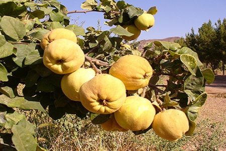 «به» ظرفیتی پنهان، برای کشاورزی پایدار