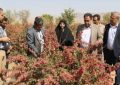 کشت ۲۲ هکتار زرشک مقاوم به کم‌آبی در زرند