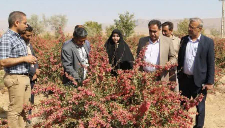 کشت ۲۲ هکتار زرشک مقاوم به کمآبی در زرند