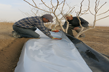 خاکپوشها، کلید صرفهجویی در آبیاری پسته خاکپوشها، کلید صرفهجویی در آبیاری پسته