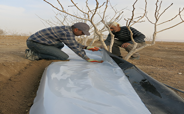 خاکپوشها، کلید صرفهجویی در آبیاری پسته