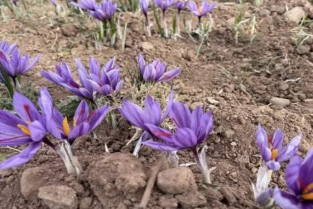 ۱۶۸ هکتار زیر کشت زعفران در شهربابک